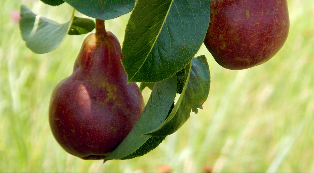 December is National Pear Month