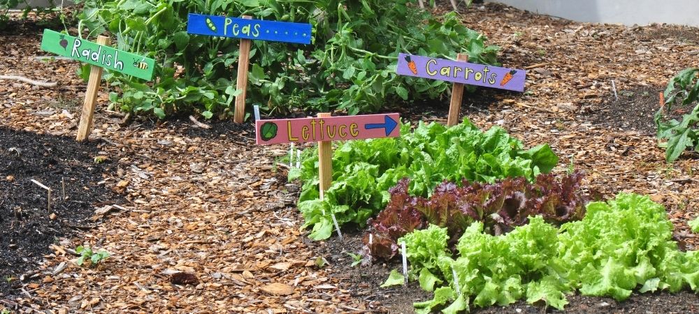 garden with greens and signs