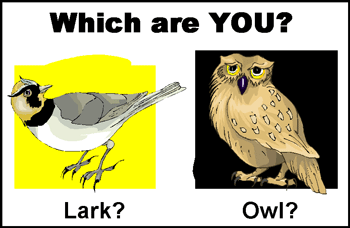 Are you a lark or an owl picture