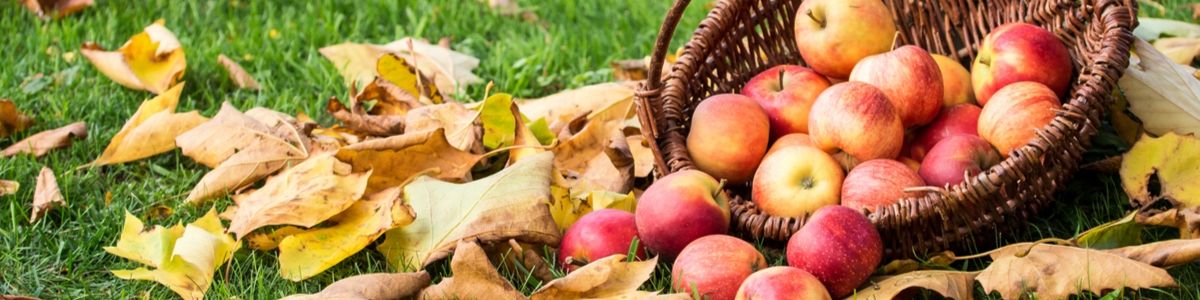 Fall Apples in a Basket