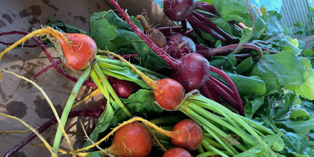 beets from the garden