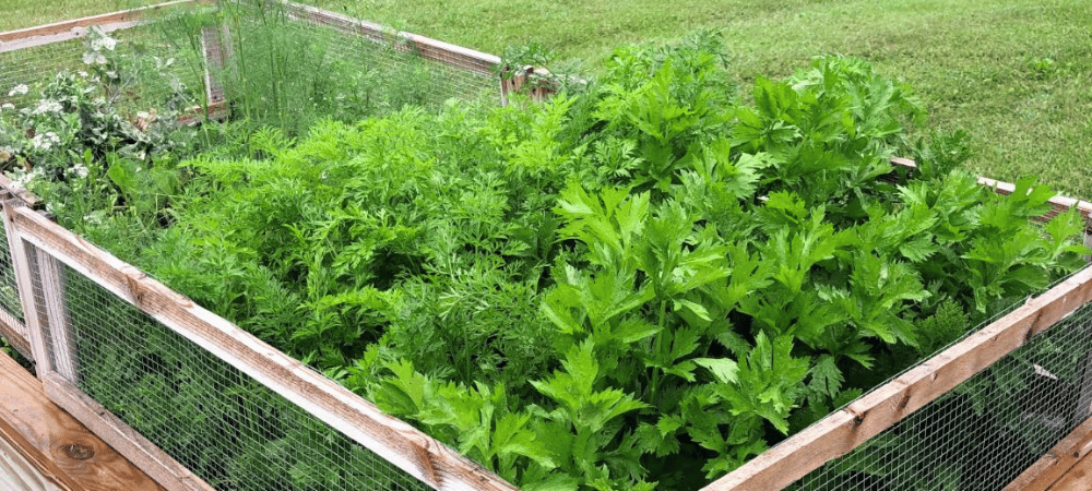 fresh herb garden