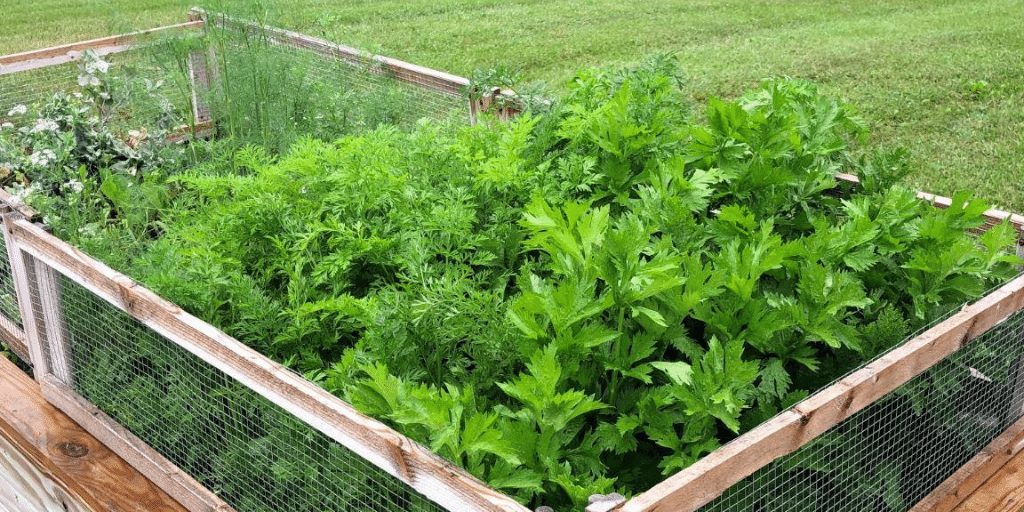 fresh herb garden
