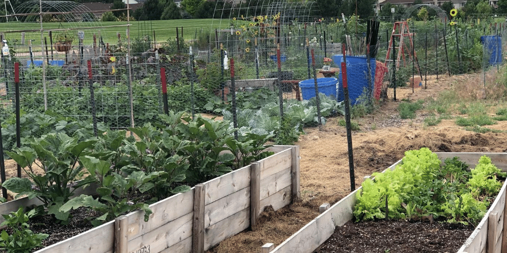 photo of raised bed garden boxes