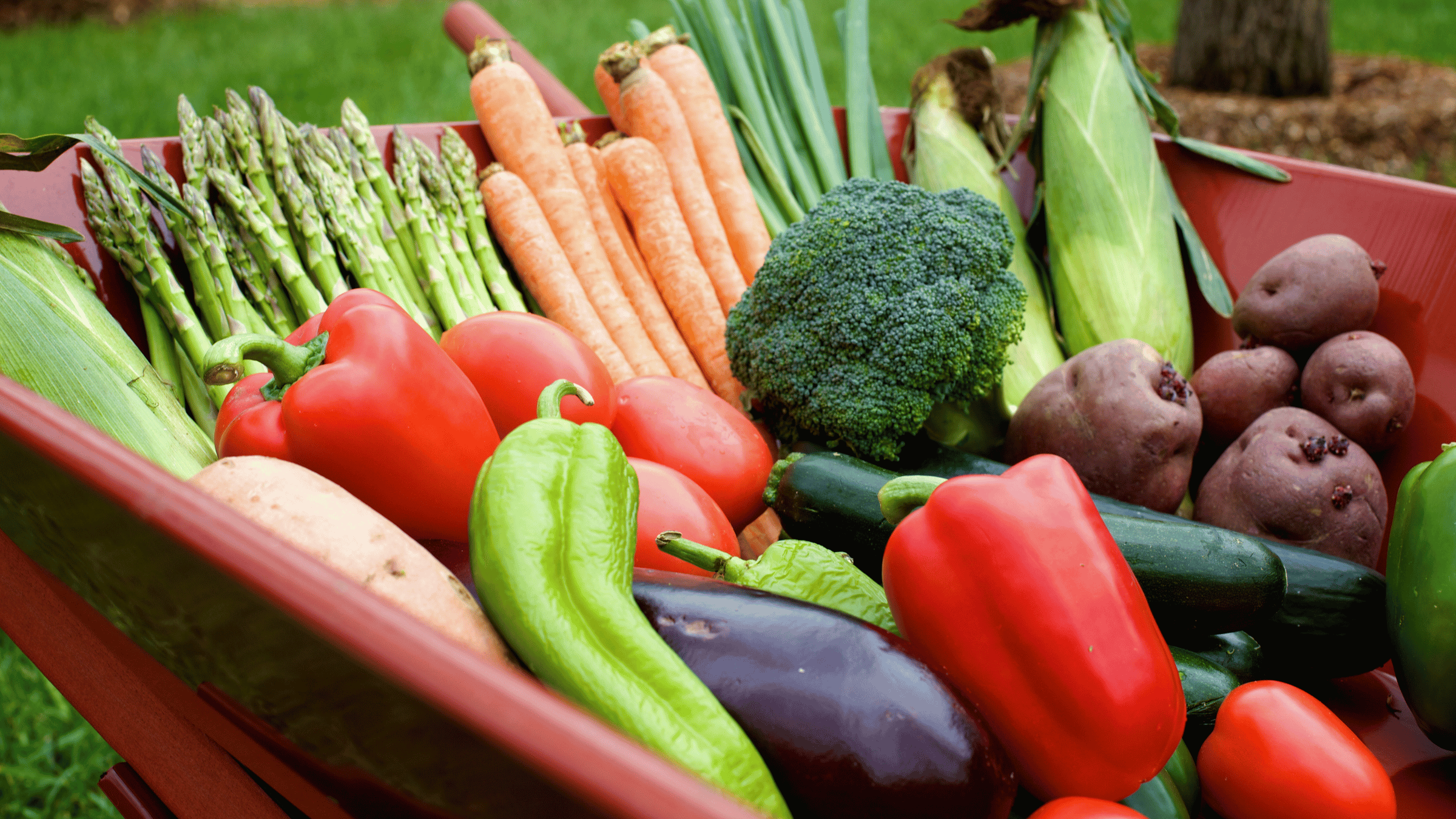 variety of fresh vegetables such as bell peppers, corn, potatoes, broccoli, and cucumbers in a wheel barrow