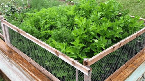 fresh herbs in a raised garden bed