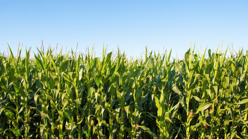 field of corn