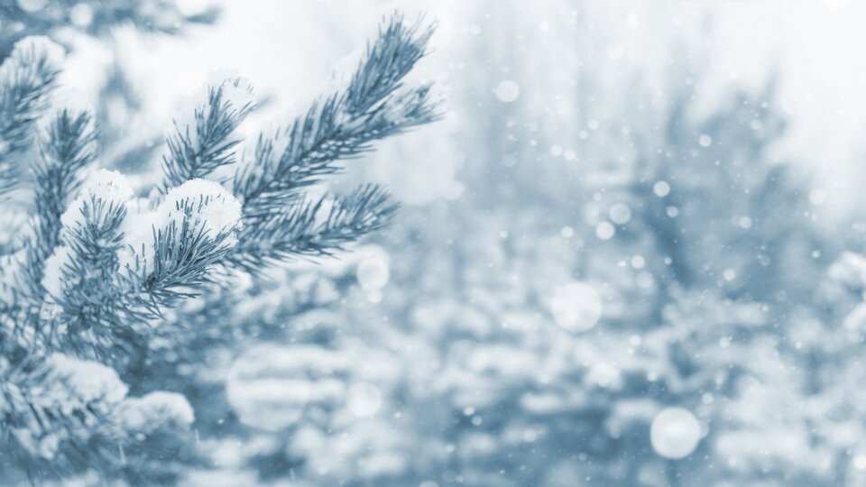 Trees covered in snow.