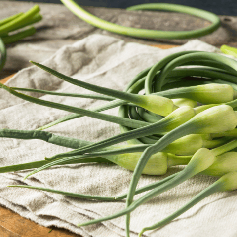 Garlic Scapes