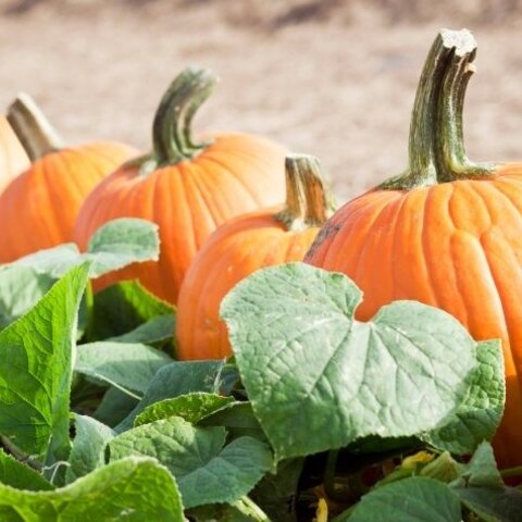 Fall Food and Fitness