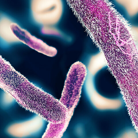 Shigella