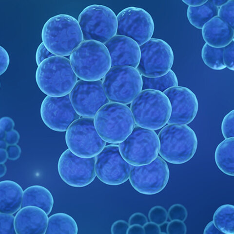Staphylococcus aureus
