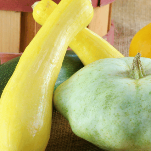 Summer Squash