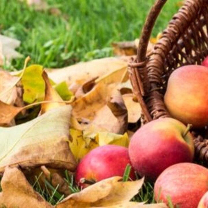 Fall Apples in a Basket