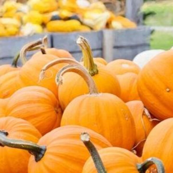 Pumpkins and Squash