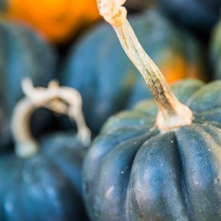 acorn squash