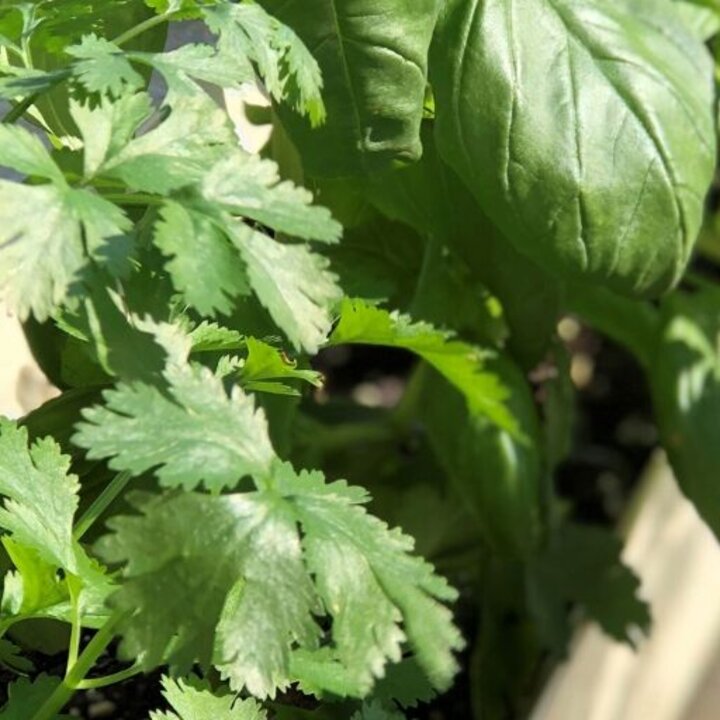 container-garden