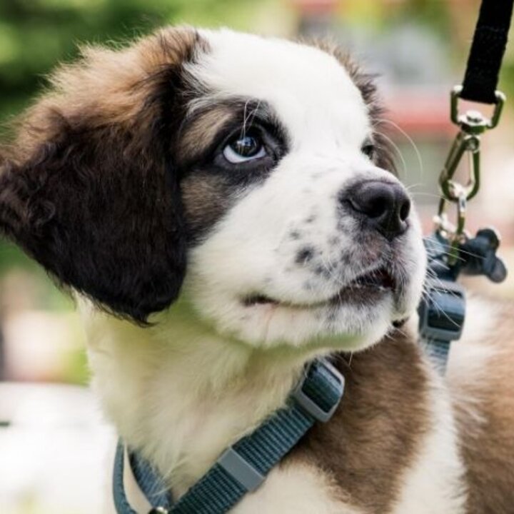 Dog ready for a walk