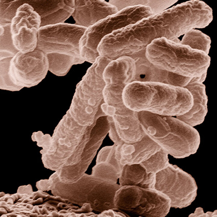 e. coli