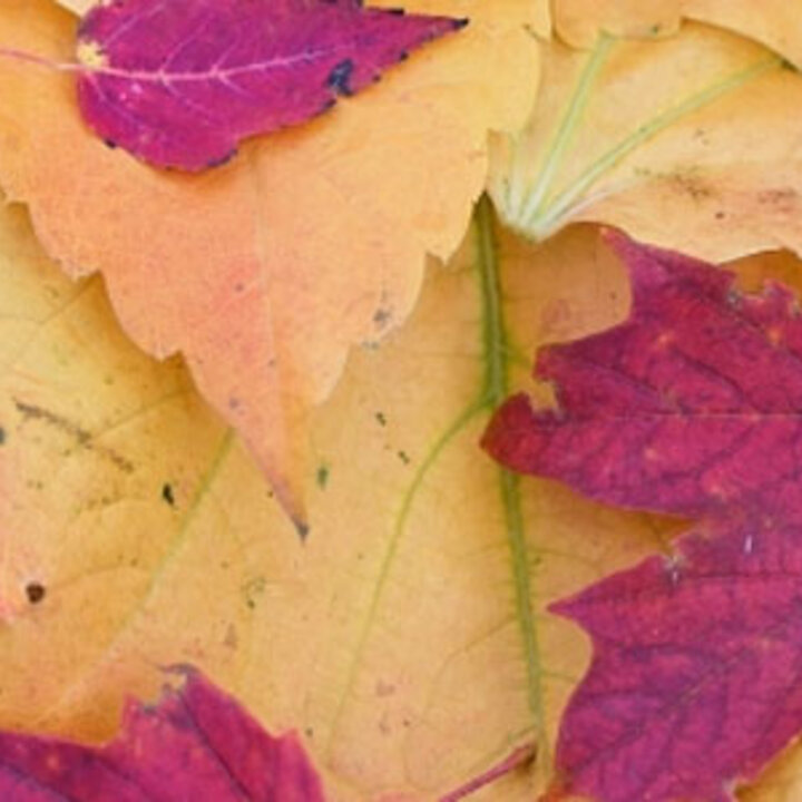 fall-leaves
