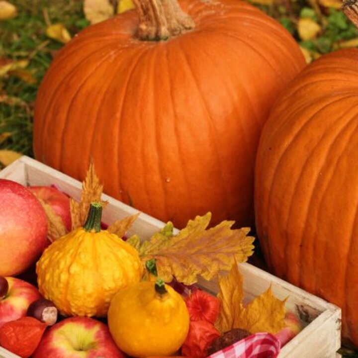 fall-pumpkin-apples