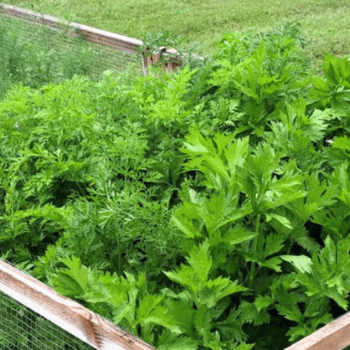 fresh herb garden