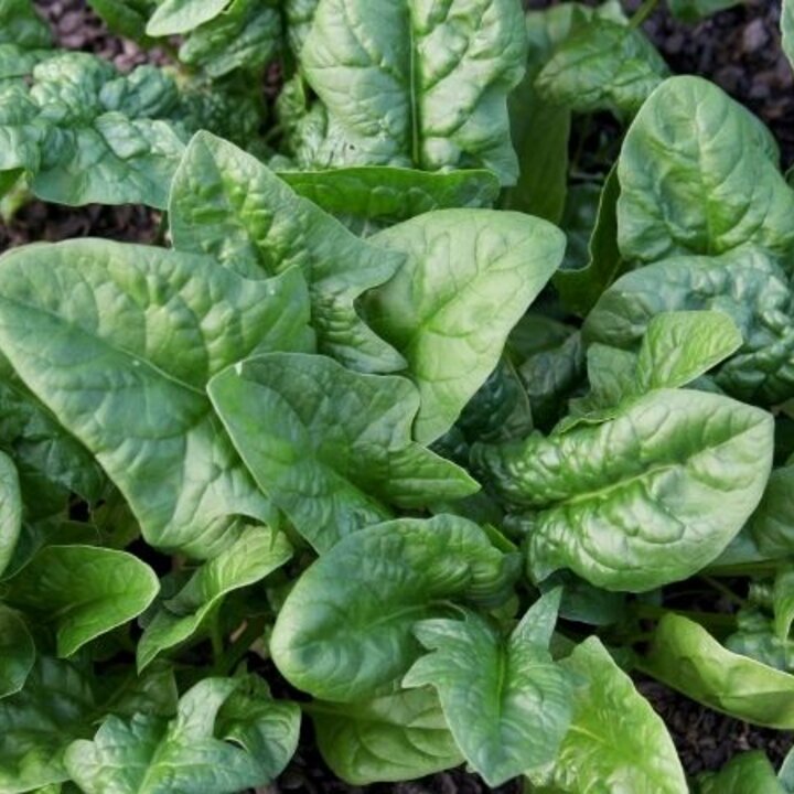 spinach growing in the garden