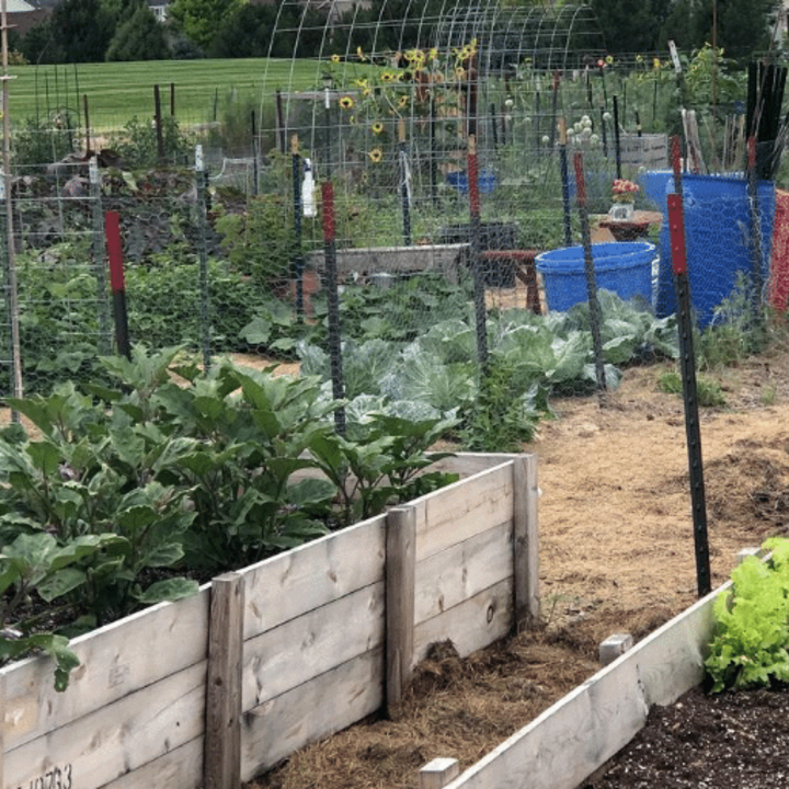 raised garden beds