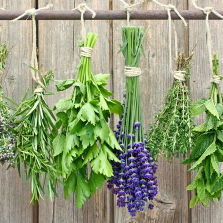 herbs hanging to dry