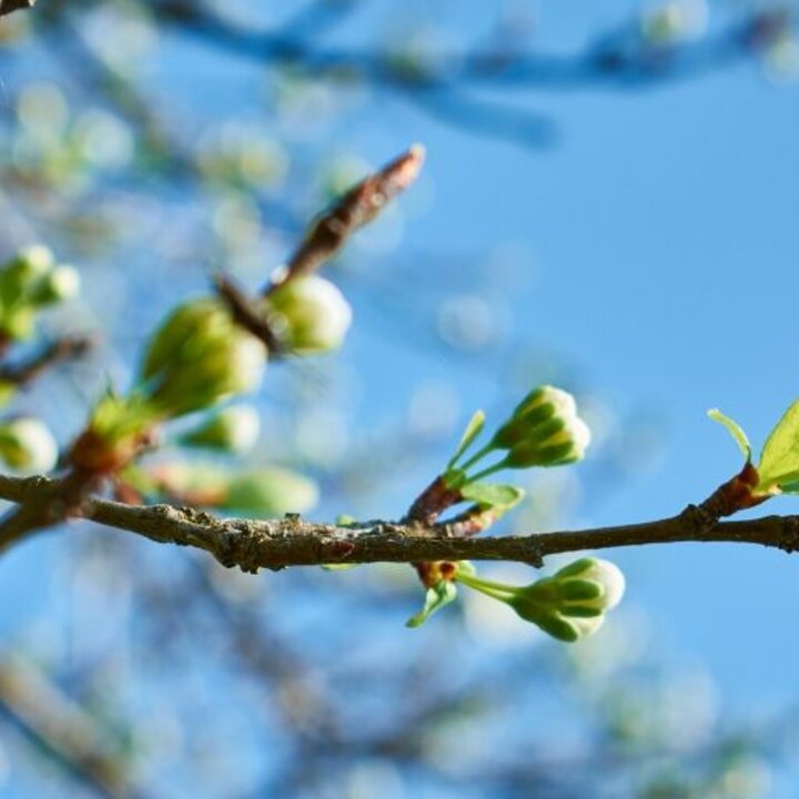 new buds on a tree