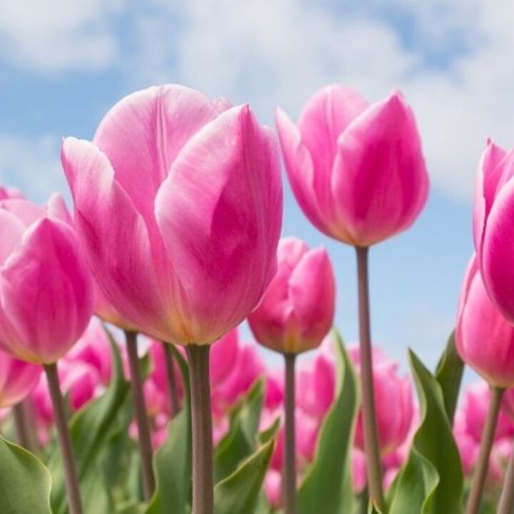 pink tulips