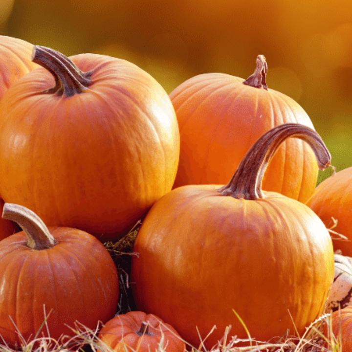 several pumpkins in a field