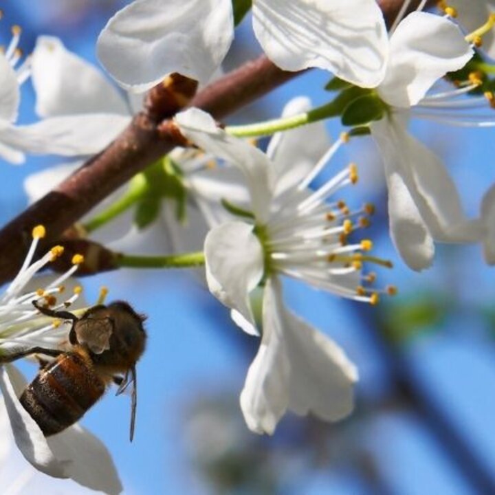 spring blooms