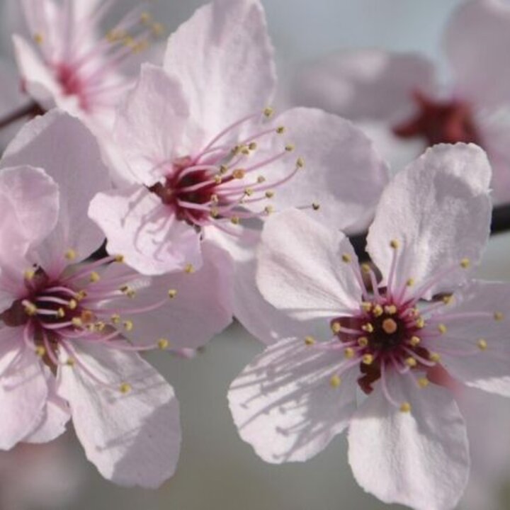 spring blooms on a tree