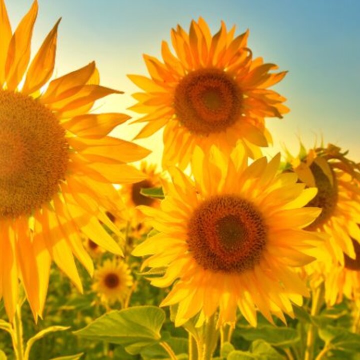 sunflowers-sun