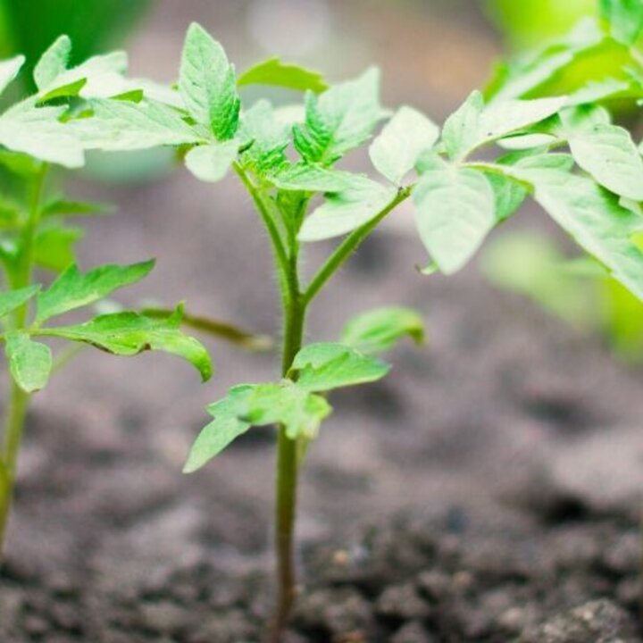 tomato-plants