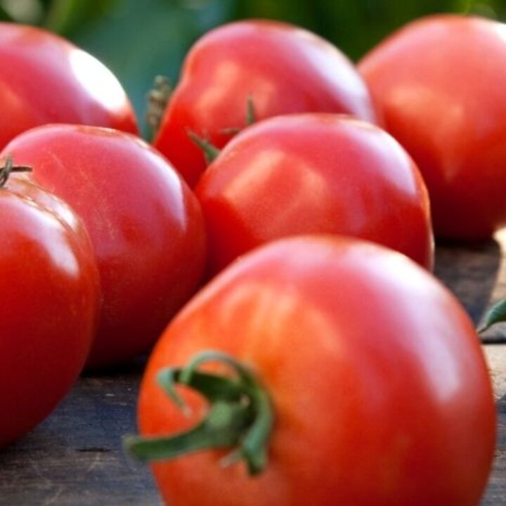 tomatoes