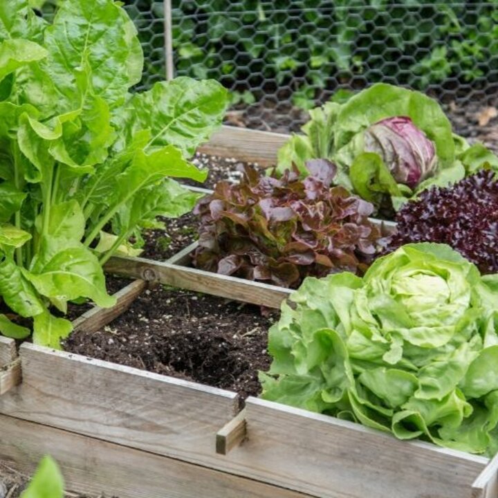 vegetable garden with lettuce