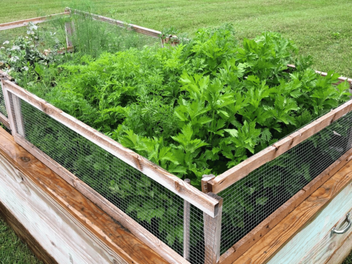 fresh herbs in a raised garden bed