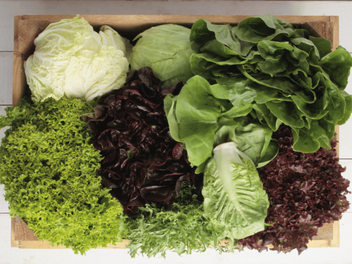 variety of leafy salad greens