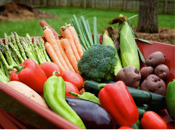 variety of fresh vegetables such as bell peppers, corn, potatoes, broccoli, and cucumbers in a wheel barrow