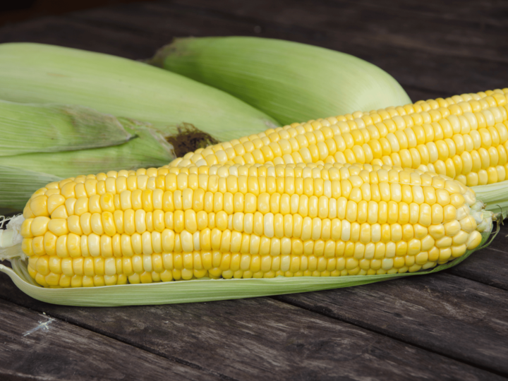 ears of sweet corn