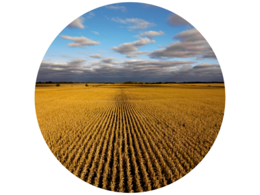 cornfield