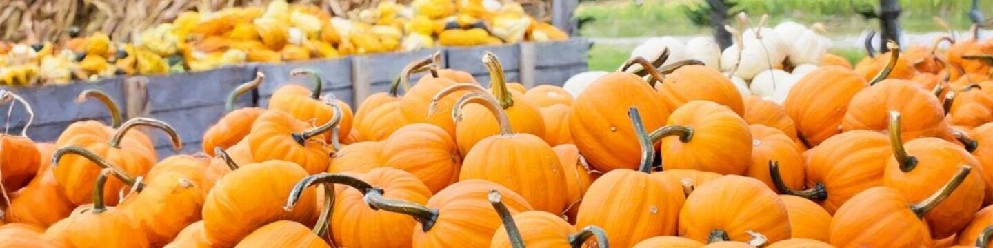 Pumpkins and Squash