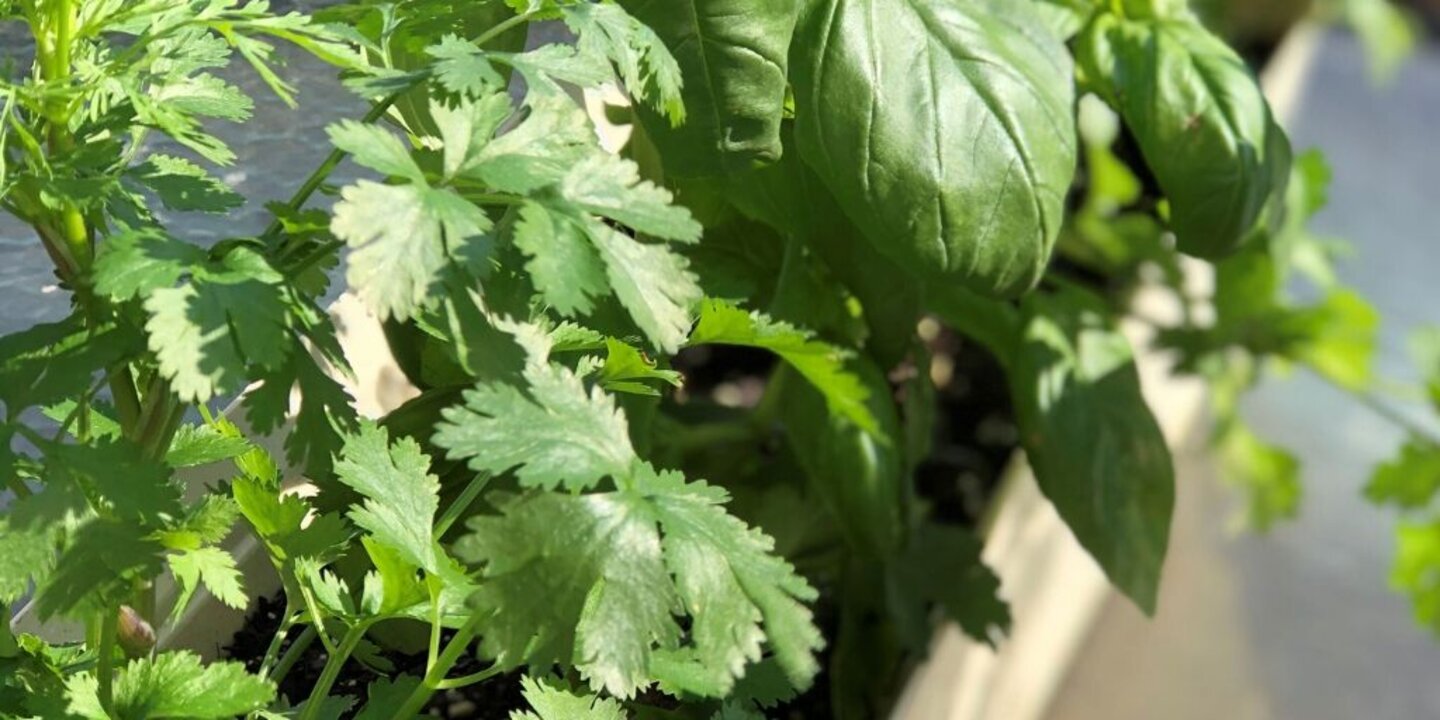 container-garden