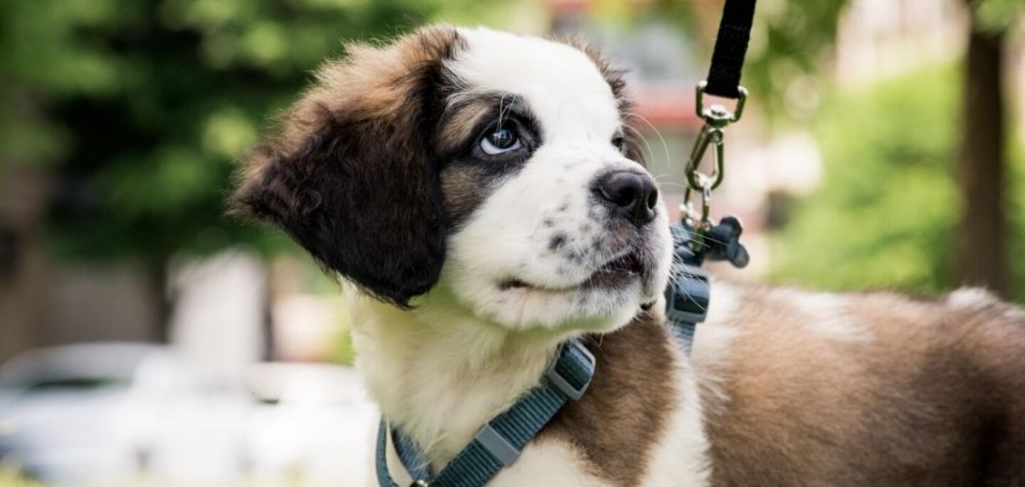 Dog ready for a walk