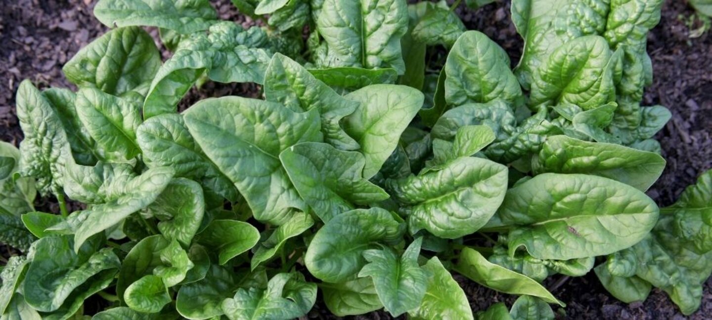 spinach growing in the garden