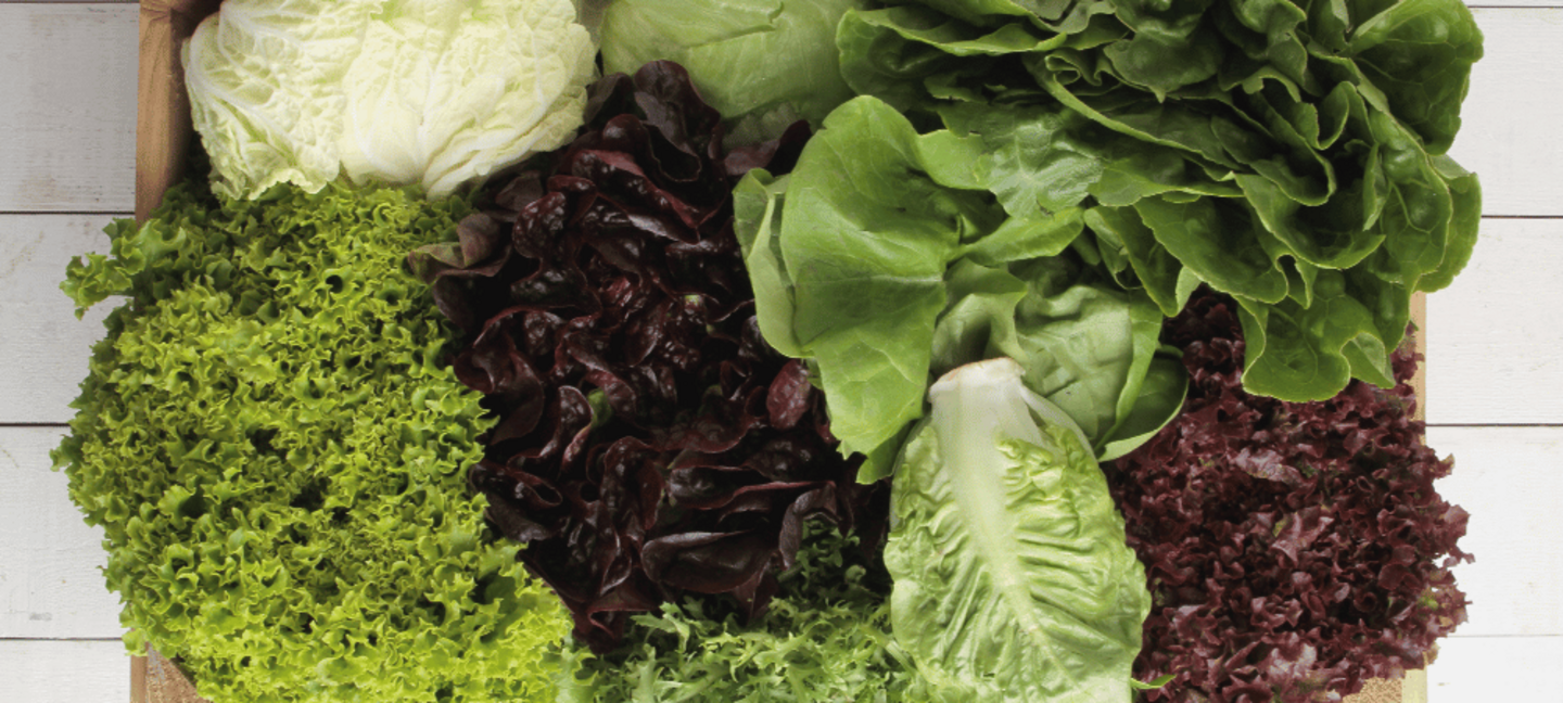 variety of leafy salad greens