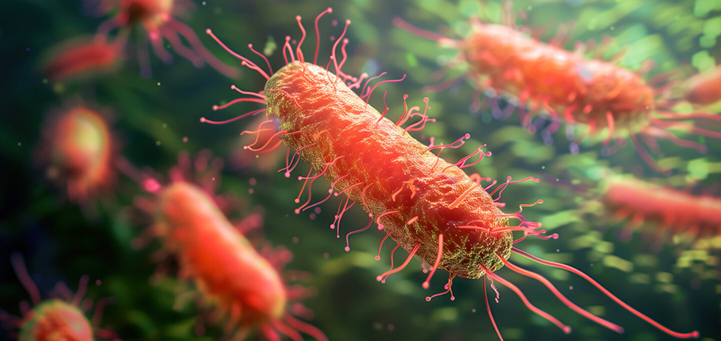 listeria bacteria
