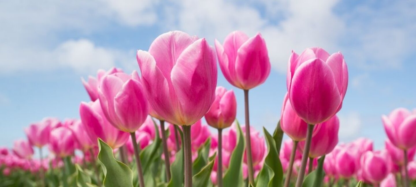 pink tulips